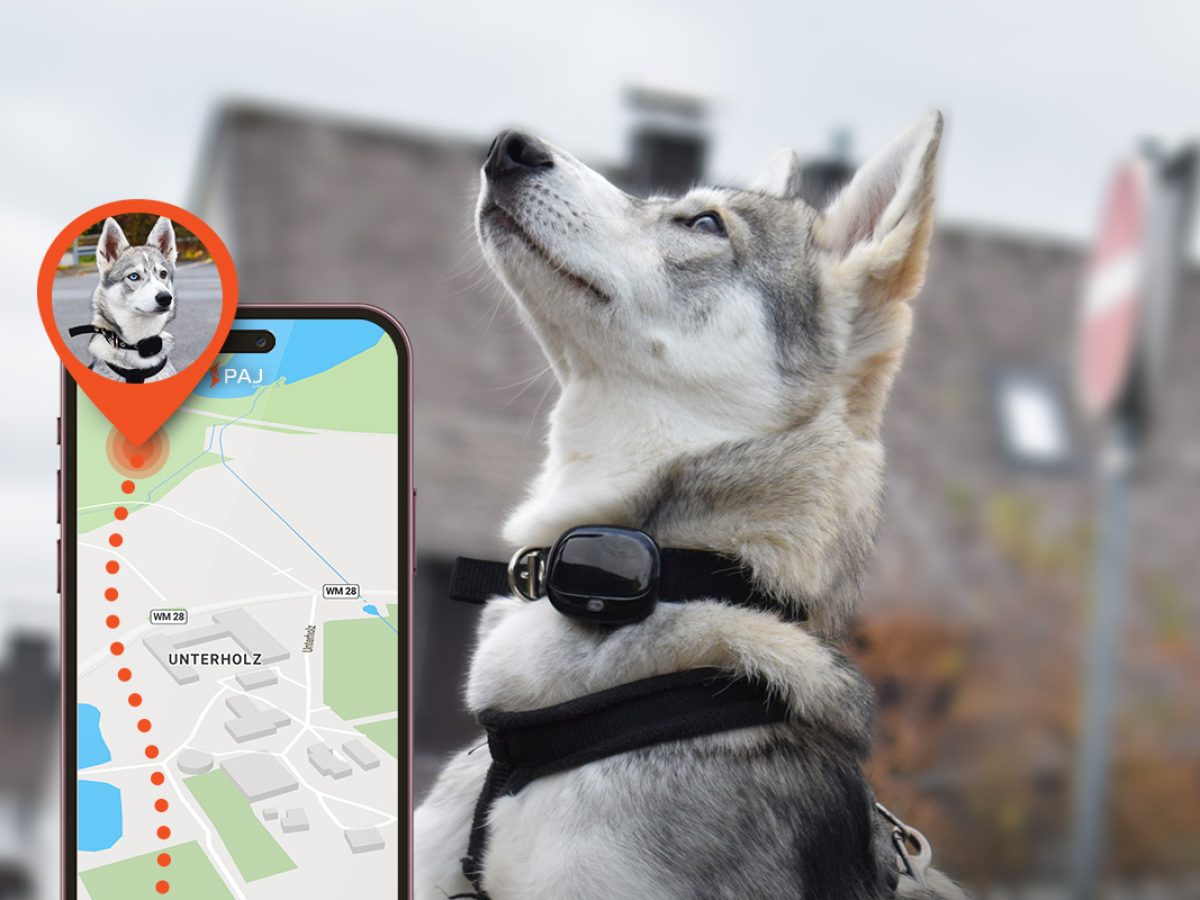 Dog gps hot sale activity tracker