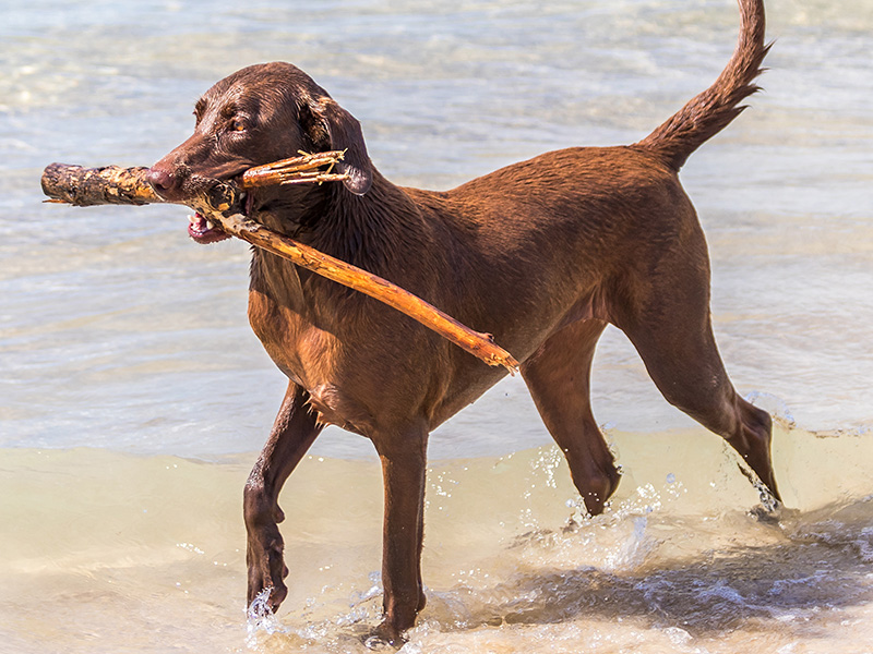 a dog with a tree branch from sea