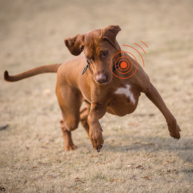 a dog playing