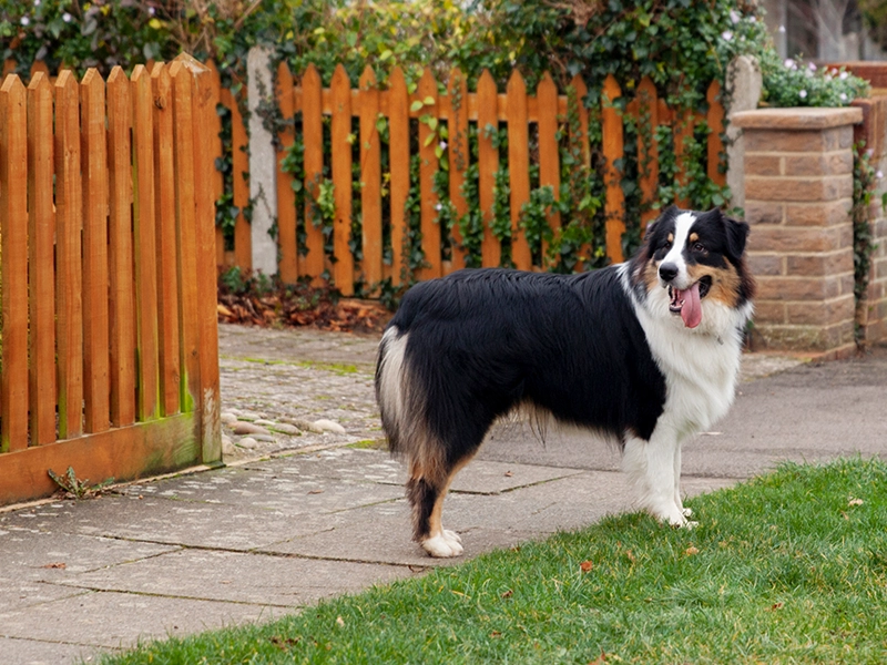 a curious dog