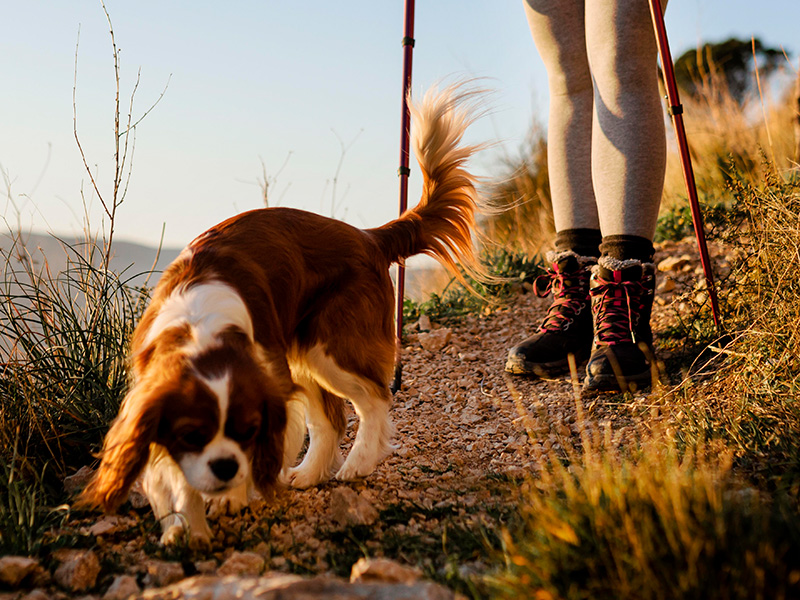 a dog going for walk with dog track races